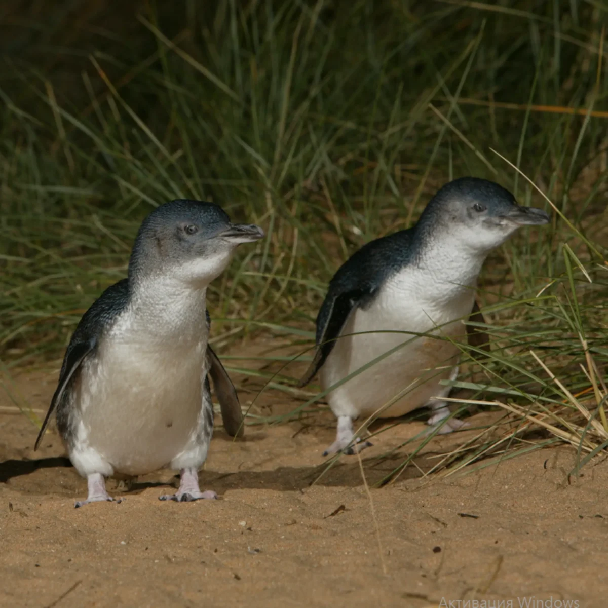 Phillip Island Penguin Tour