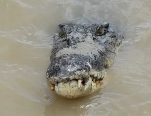 Most crocodile infested river in Australia