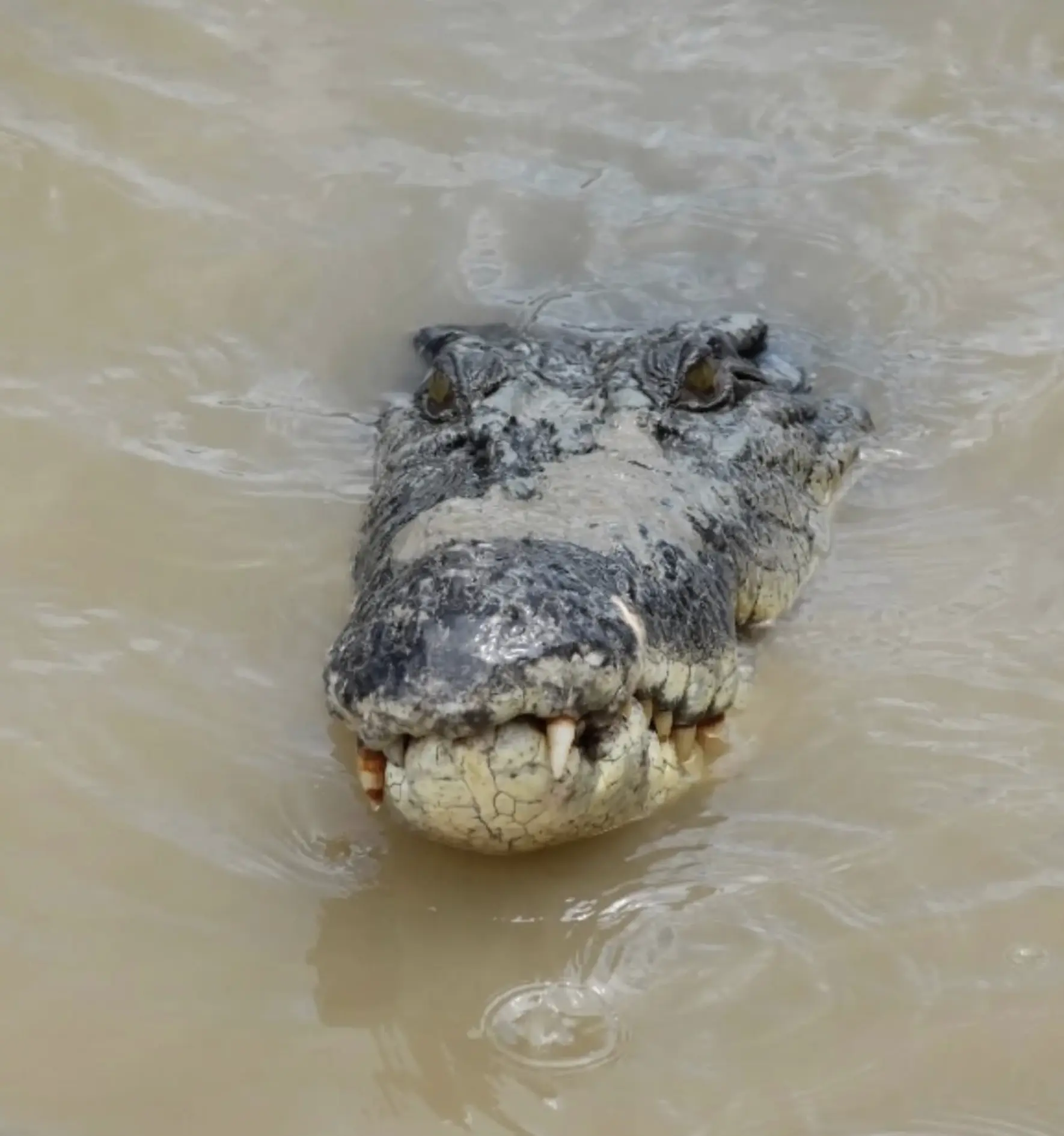 Most crocodile infested river in Australia